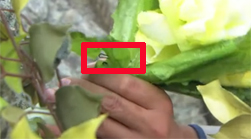 花朵上赫然有鐵絲纏繞