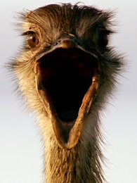 bbc:爱登堡的巨鸟