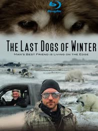 濒危的爱斯基摩犬